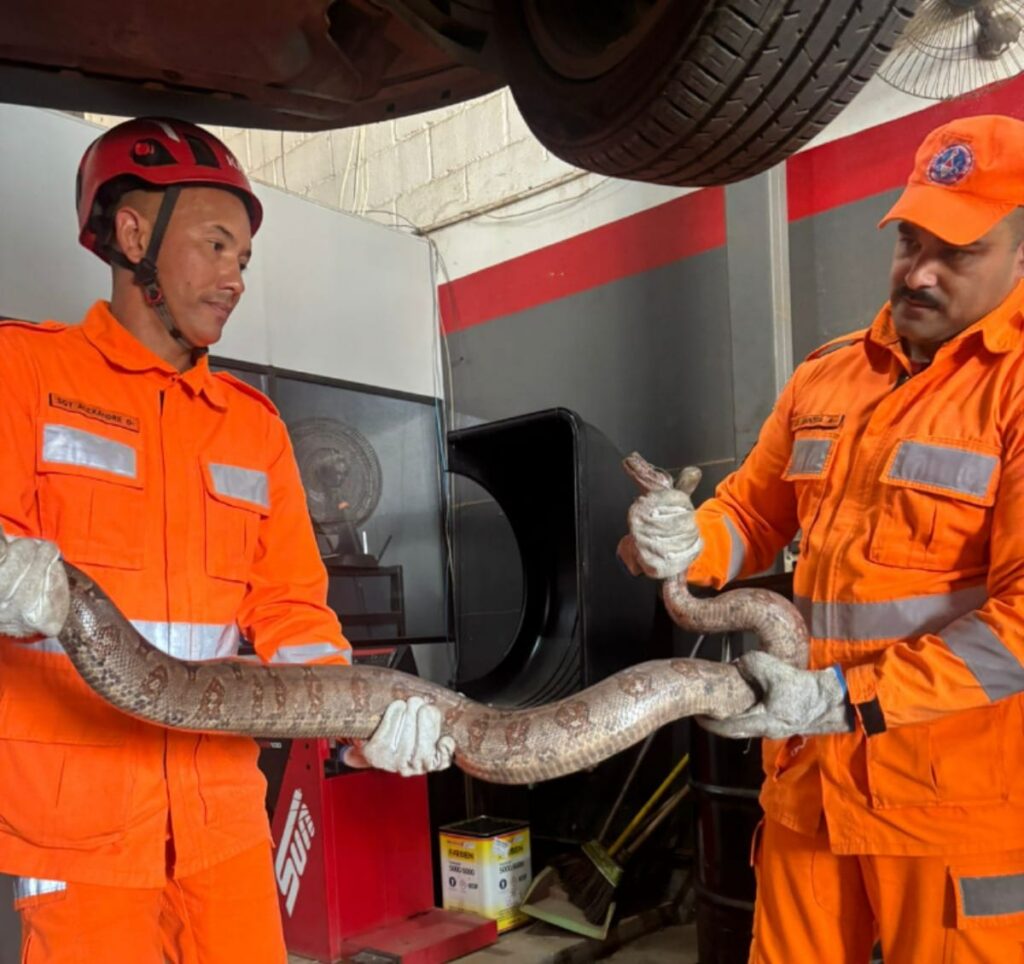 jiboia-e-encontrada-dentro-do-motor-de-carro-e-mobiliza-bombeiros-em-lagoa-da-prata