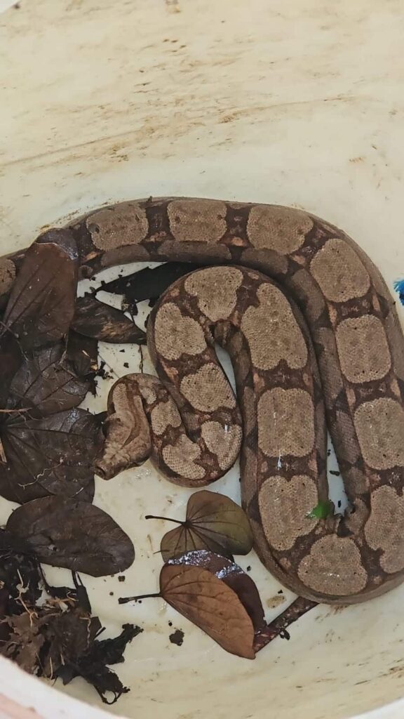 bombeiros-capturam-cobras-em-ocorrencias-registradas-em-oliveira,-formiga,-arcos-e-iguatama