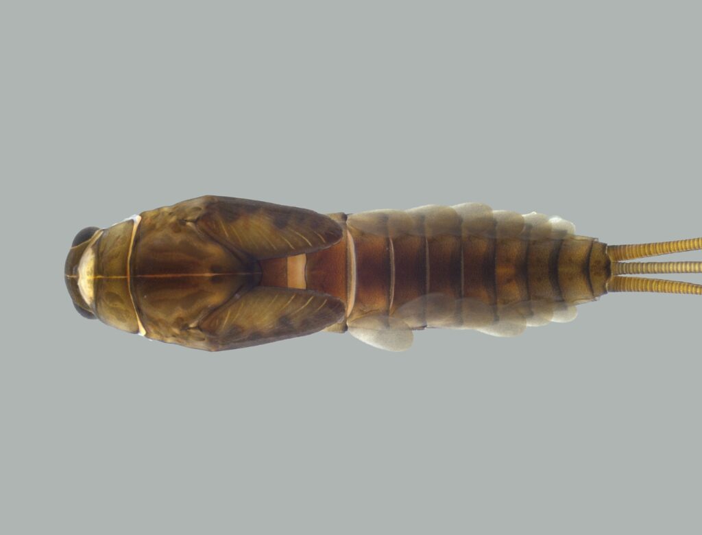 pesquisa-descobre-nova-especie-de-inseto-aquatico-no-parque-estadual-da-serra-do-brigadeiro