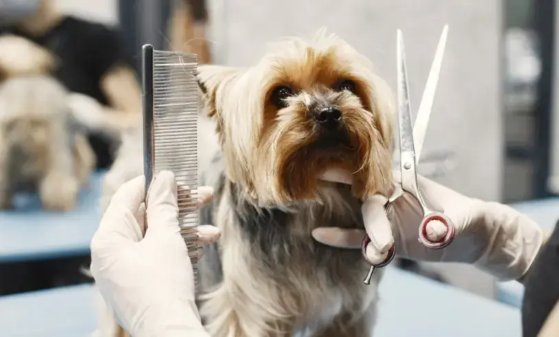 sebrae-minas-lanca-jornadas-da-beleza-e-pet-com-dois-eventos-gratuitos-em-divinopolis