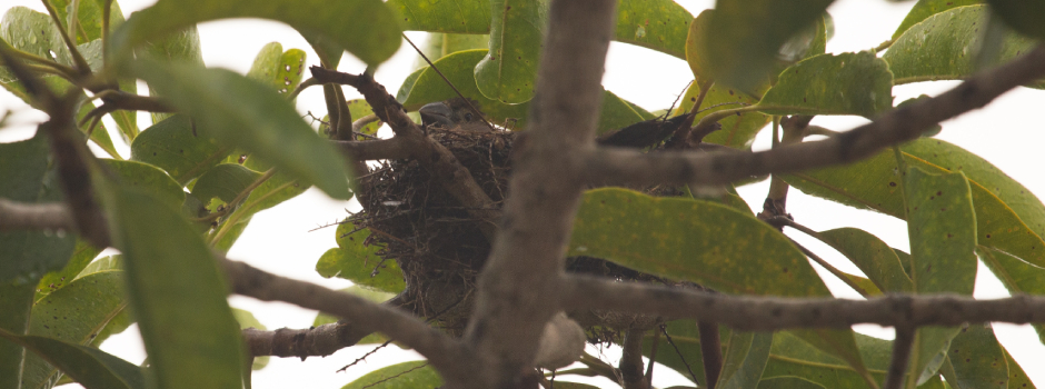 reproducao-de-bicudo-na-natureza-marca-avanco-na-conservacao-da-ave-em-minas-gerais