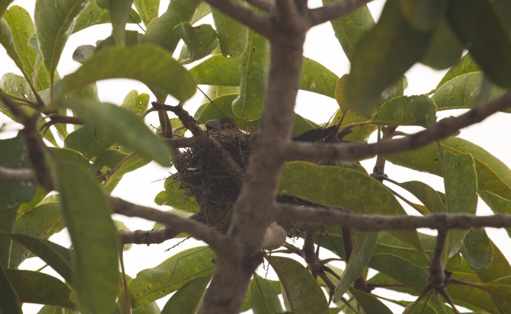 reproducao-de-bicudo-na-natureza-marca-avanco-na-conservacao-da-ave-em-minas-gerais