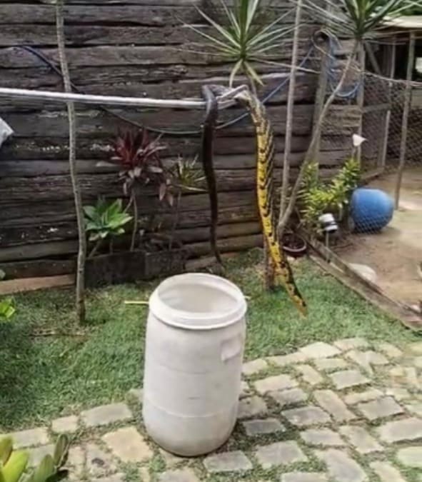 bombeiros-capturam-cobra-caninana-em-comunidade-rural-de-passa-tempo