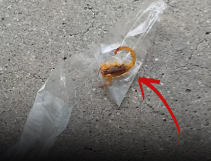 crianca-de-2-anos-e-picada-por-escorpiao-na-rodoviaria-de-divinopolis-e-recebe-atendimento-medico