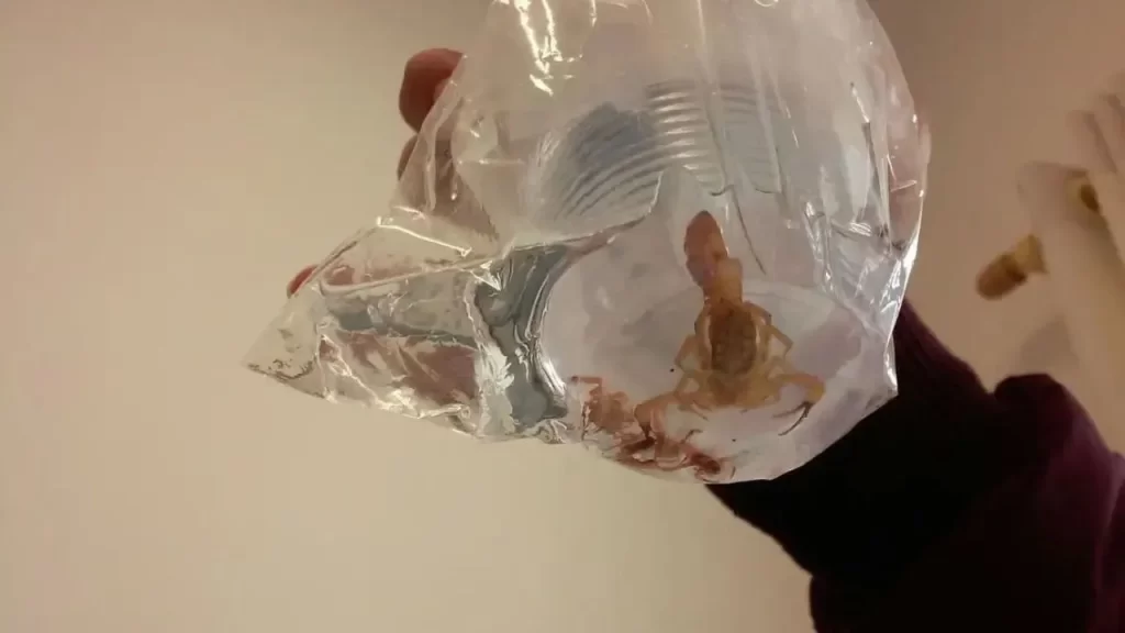 crianca-de-3-anos-picada-por-escorpiao-na-rodoviaria-de-divinopolis-recebe-alta-da-upa