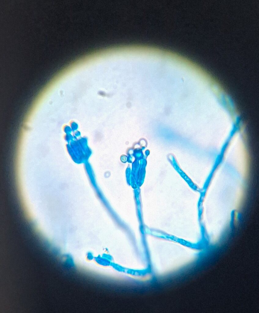 projeto-com-participacao-da-epamig-analisa-caracteristicas-de-queijos-produzidos-em-minas