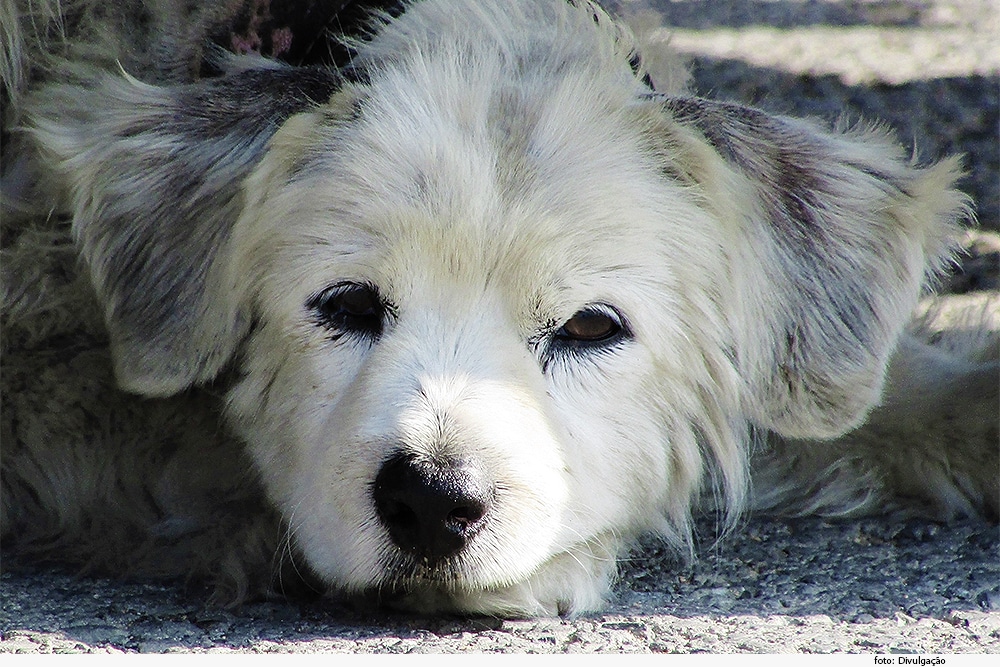 tjmg-decide-que-guarda-de-pet-nao-e-direito-de-familia